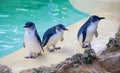 Fairy Penguins Royalty Free Stock Photo