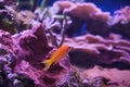 Fairy-perch, Anthias pleurotaenia in marine aquarium