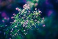 Fairy pink white small flowers on colorful dreamy magic green blue purple blurry background Royalty Free Stock Photo