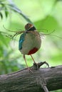 Fairy Pitta(1)