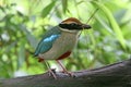 Fairy Pitta(2) Royalty Free Stock Photo