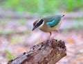 Fairy Pitta Royalty Free Stock Photo
