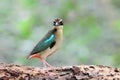 Fairy pitta bird Royalty Free Stock Photo