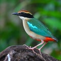 Fairy Pitta Bird Royalty Free Stock Photo