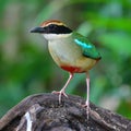 Fairy Pitta Bird Royalty Free Stock Photo