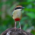 Fairy Pitta Bird Royalty Free Stock Photo