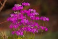 Fairy Primula (Primula malacoides)16749000 Royalty Free Stock Photo
