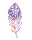 Fairy quail feather isolated on the white background. Handdrawn watercolor work