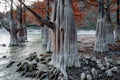 Fairy red swamp cypress tree wood in Sukko Lake by Anapa, Russia. Beautiful dramatic autumn scenic landscape Royalty Free Stock Photo