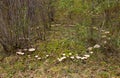 A fairy ring, also known as fairy circle, elf circle, elf ring or pixie ring is a naturally occurring ring of mushrooms. Royalty Free Stock Photo