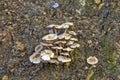 Fairy Ring Champignon - Marasmius oreades