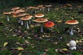 Fairy ring of death cup fly agaric mushrooms Royalty Free Stock Photo