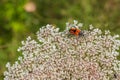 Fairy-ring Longhorn Beetle on wild carrot flower Royalty Free Stock Photo