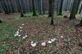 Fairy ring, mushroom circle in a primary forest