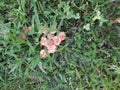 Fairy ring mushroom