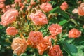 Fairy rose bush pink blooming flowers close up Polyantha Roses  Rosa multiflora in garden in sun light as floral spring summer Royalty Free Stock Photo