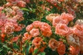 Fairy rose bush pink blooming flowers close up Polyantha Roses Rosa multiflora in garden in sun light as floral spring summer