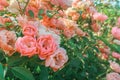 Fairy rose bush pink blooming flowers close up Polyantha Roses  Rosa multiflora in garden in sun light as floral spring summer Royalty Free Stock Photo