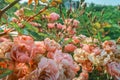 Fairy rose bush pink blooming flowers close up Polyantha Roses  Rosa multiflora in garden in sun light as floral spring summer Royalty Free Stock Photo