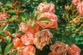 Fairy rose bush pink blooming flowers close up Polyantha Roses  Rosa multiflora in garden in sun light as floral spring summer Royalty Free Stock Photo