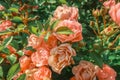 Fairy rose bush pink blooming flowers close up Polyantha Roses  Rosa multiflora in garden in sun light as floral spring summer Royalty Free Stock Photo