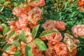 Fairy rose bush pink blooming flowers close up Polyantha Roses  Rosa multiflora in garden in sun light as floral spring summer Royalty Free Stock Photo