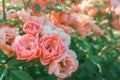 Fairy rose bush pink blooming flowers close up Polyantha Roses  Rosa multiflora in garden in sun light as floral spring summer Royalty Free Stock Photo