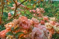 Fairy rose bush pink blooming flowers close up Polyantha Roses  Rosa multiflora in garden in sun light as floral spring summer Royalty Free Stock Photo