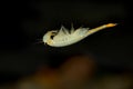 The Fairy Shrimp Branchipus schaefferi captured close up with black and brown background. Royalty Free Stock Photo