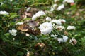 Fairy shrub polyantha rose white blooming Royalty Free Stock Photo