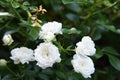 Fairy shrub polyantha rose white blooming Royalty Free Stock Photo