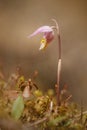 Fairy Slipper - Calypso bulbosa - Spring Wildflowers