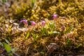 Fairy Slipper Group - Wild Orchids