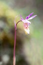 Fairy Slipper Orchid - Calypso bulbosa