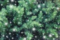Fairy Snowy textured natural spruce Royalty Free Stock Photo