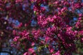 Fairy spring background with blue sky and blooming branch of apple tree with pink saturated flowers and small fresh leaves