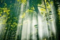 Fairy sunlight in forest Royalty Free Stock Photo