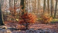 Autumn Beech tree in the frozen forest of Zonnebeek estate in the Netherlands Royalty Free Stock Photo