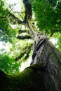 Fairy tail jungle tree with lianas, leaves and branches