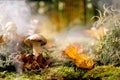 Fairy Tale Ambiance Magical Autumn Forest Background