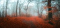 Fairy tale foggy forest during autumn moody morning Royalty Free Stock Photo