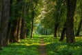 Fairy tale forest outdoor park nature scenery landscape of path alley way place for walking in morning fresh weather time with sun