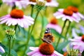 Fairy tale garden. Red admiral butterfly and cone flowers. Vivid colors. Royalty Free Stock Photo