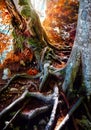 Fairy-tale magic autumn forest. Roots old trees