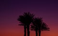 Fairy tale Middle East night nature scenery landscape with palm trees silhouette on dark pink sky after sunset background copy Royalty Free Stock Photo