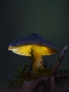 Fairy tale mushroom glowing in the autumn forest Royalty Free Stock Photo