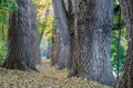 Fairy tale path in a forest at autumn Royalty Free Stock Photo