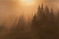 Fairy tale picture of foggy morning in spruce forest, sunrays and shadows, silhouette of spruces and a horse. Royalty Free Stock Photo