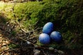 A fairy tale plot on an Easter theme three dragon eggs lie in a mossy old hemp in the forest