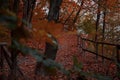 Fairy tale spooky wood land natural environment space of October fall season time orange foliage and lonely trail between trees in Royalty Free Stock Photo